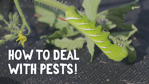 Organic Pest Control Tips!