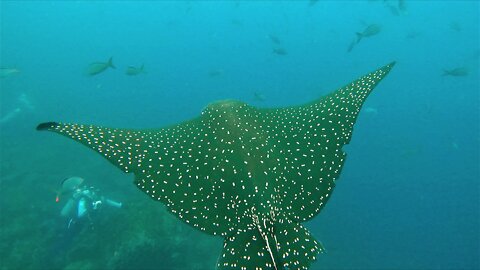 Fearless stingray swims majestically among sharks & scuba divers