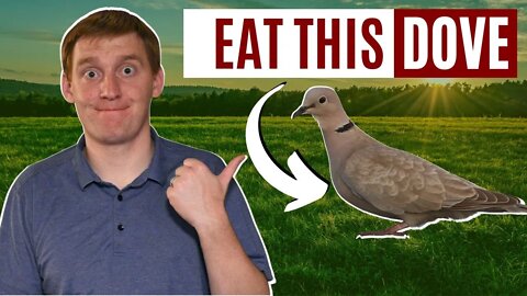 Help Save Doves By Eating Doves