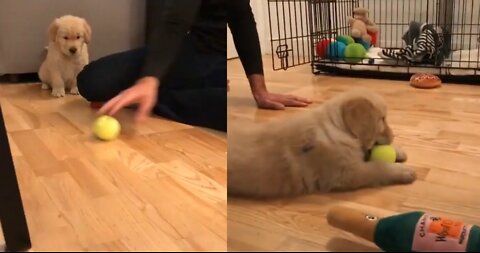 puppy bally flops ball catch
