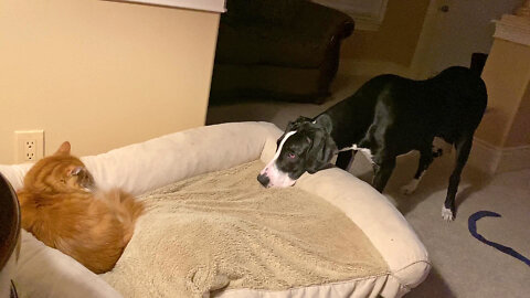 Cat's Fast & Funny Response To Great Dane Puppy's Bedtime Pestering