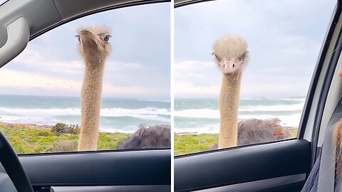 Goofy Ostrich Fascinated By People In Car