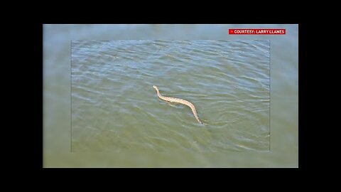 Caught on Camera- Rattlesnake slithers onto man's boat in California