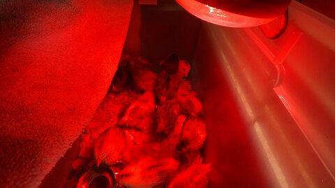 Molting Chicks in Brooder - Cute Baby Chickens