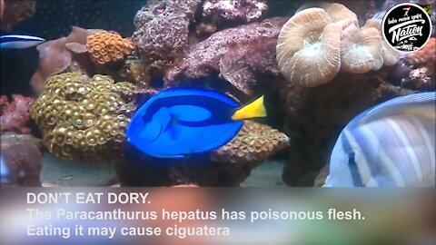 DON'T EAT DORY.HE HAS POISONOUS FLESH. EATING IT MAY CAUSE CIGUATERA