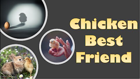 Chicken Best Friend - two adorable animal clips
