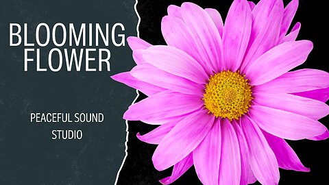 Blooming Flowers Time Lapse Music | Peaceful Sound Studio