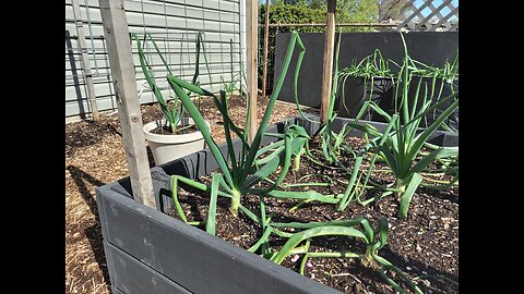 Ailsa Craig Onion Plants Update 4/13/24