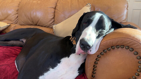 Great Dane Snores While Cat Sleeps In Dog Bed
