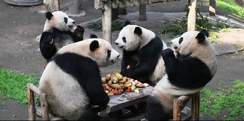 Who says pandas don't know how to behave at the table?