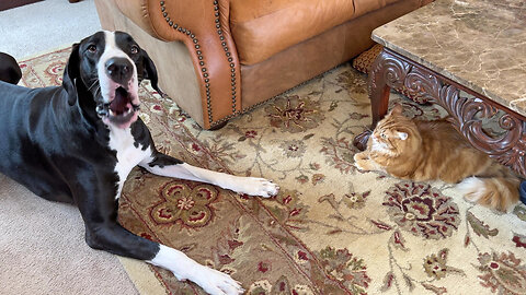 Funny Great Dane Pesters The Cat To Play Whack A Dane