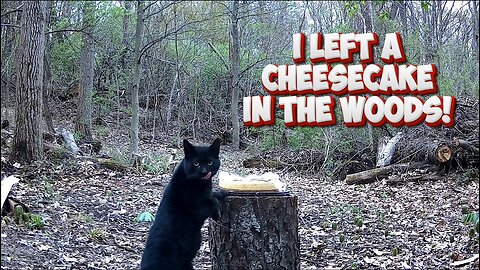 I left a cheesecake in the woods, lets see what happens!