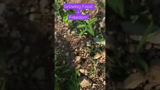 Growing Food = Freedom | No Excuses