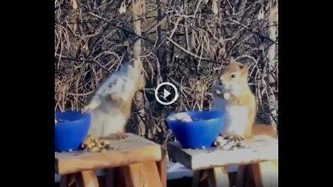 Video shows squirrel becoming inebriated on matured pears