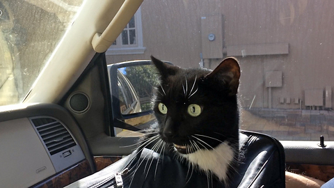 Cat loudly complains about going for a car ride