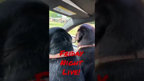 #Labrador and #BlueTick shilling for the best #LiveStream on YouTube! #Shorts, #ShortsVideo, #FNL
