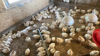 Three Week Old Chicks: Update