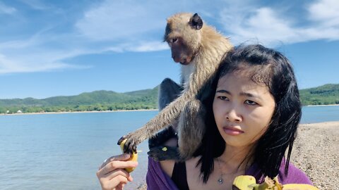 Swimming Macaques ~ Monkey Island (Koh Ling) ~ Pattaya & Bang Saray, Thailand