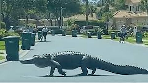 "Huge Alligators Block Pedestrian Crossing: Unusual Wildlife Encounter"
