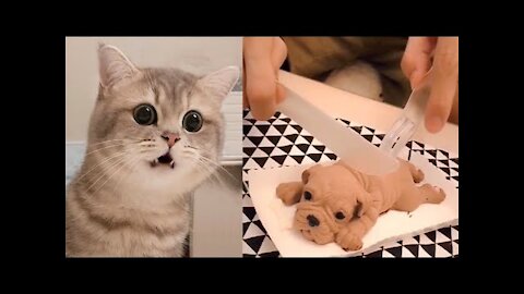 Cat Reaction to Cutting Cake - Funny Dog Cake Reaction Compilation 🐶👶🏻🐱