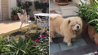 Pup sees dog eating plants, joins in on the fun