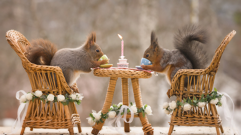 red squirrels get married