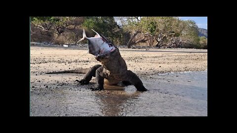 Two Big Komodo Dragons Fight for Sea Fish To Swallow It