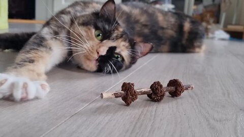 Why is catnip so good? | Catnip stick