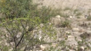 Pima County protects areas near Bighorn Fire from flooding