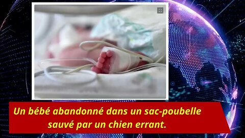 Un bébé abandonné dans un sac-poubelle sauvé par un chien errant.