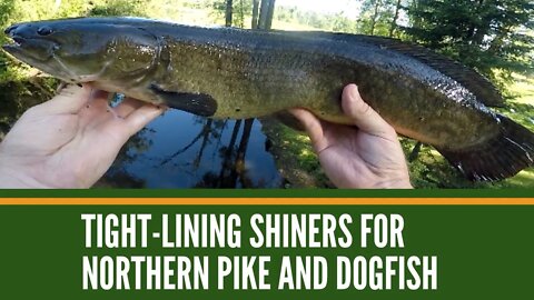 Tight-lining Shiners For Northern Pike And Dogfish / Still Fishing / Hook And Line Only