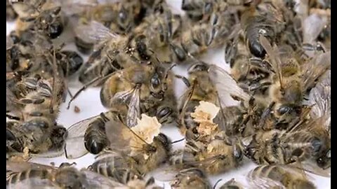 USDA Grants License for First EVER Vaccines for Bees