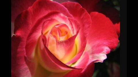 The Rose | Judy Collins | Lyrics