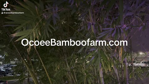 Beautify Parking Garages & Tall Buildings With Ocoee Bamboo Farm 407-777-4807