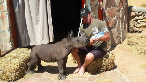 Adorable Newborn Rhino Rescued After Being Abandoned By Its Mother