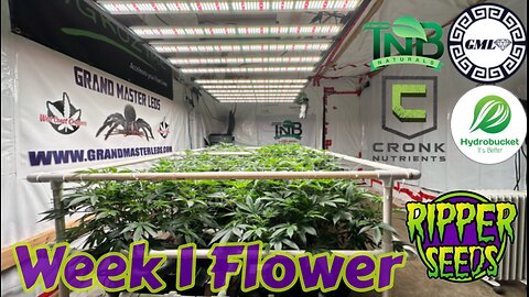 Ripper Seeds GMO x Animal Cookies WK 1 flower Under @grandmasterlevel master bloom 6 reds