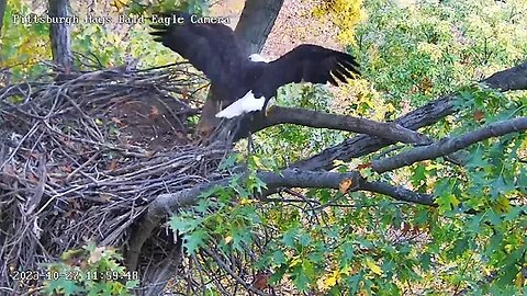 Hays Eagles V to the Nest then up to the Attic 10.27.23 11:59am