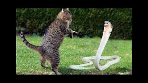 Cats vs snake 🐍🐍 fight funny video. Shorts #viral#funny# Animal