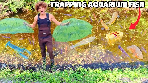 Trapping TONS Of Aquarium FISH With TEMU Fish Traps!