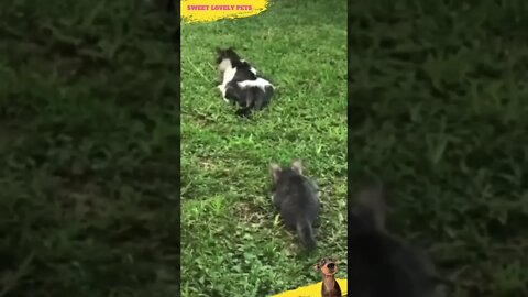 Sweet Lovely Pets 🐱 Funny Jump 😹 #Shorts