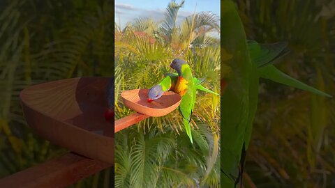 Two Lorikeets having a honey mixture from the bowl