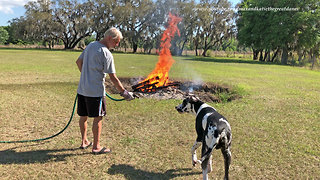 Great Dane Enjoys Playing With a Hose at his First Bonfire