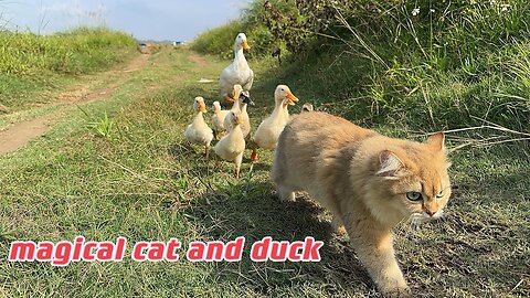 The kitten actually took the mother duck and ducklings for a run outdoors. So cute and funny!