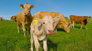 Man Helps Cow Get United With Her Newborn Calf