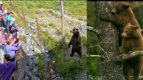 Intrigued Grizzly Stalks Hikers In North America!