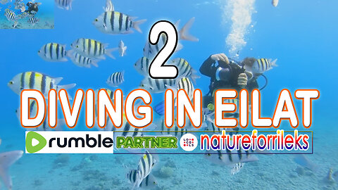 Diving in Eilat Part-2