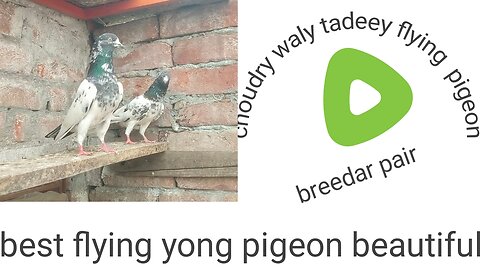 Choudry wala tadeey pigeon beautiful breeder pair