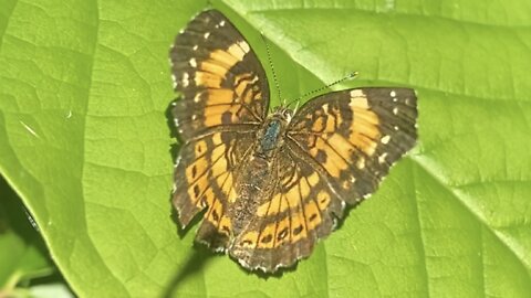 Silvery Checkerspot Butterfly (Chlosyne nycteis)