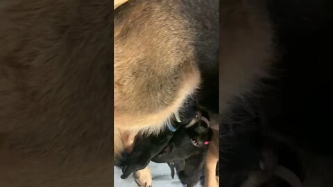 2 Day Old Puppies Nursing #shorts #germanshepherd #puppies