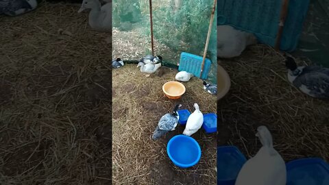 Young Muscovy ducks, an older video. August 2019